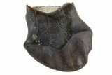 Fossil Ankylosaur Tooth - Montana #97497-1